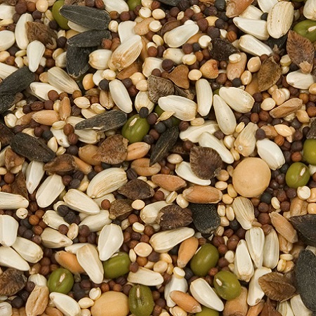 Higgins Sunburst Soak & Sprout -Close Up - Sprouting Seeds with Quinoa-Glamorous Gouldians